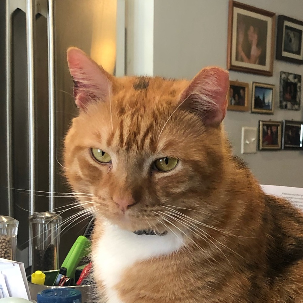 Meet your Posher, Angela